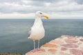Seagull at the ocean shore Royalty Free Stock Photo