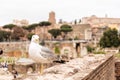 Seagull on old building looking at camera in rome Royalty Free Stock Photo