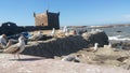 Seagull in the old fort of Essaouira, Morocco