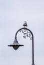 Seagull on an old lamp post at Fishermans Warf Royalty Free Stock Photo