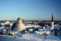 Seagull on the old town background. Tallinn. Estonia Royalty Free Stock Photo