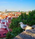 Seagull Old Town Tallinn Estonia Royalty Free Stock Photo