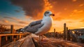 Seagull On Old Wooden Pier At Sunset - Zeiss Batis 18mm F2.8 Style Royalty Free Stock Photo