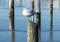 Seagull with one leg standing on pylon in on a sunny winter day Royalty Free Stock Photo