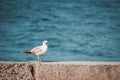 Seagull with open beak sits on the shore