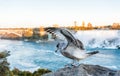 Seagull with open wings at Niagara Falls