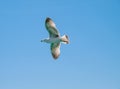 Seagull with open wings soaring against deep blue sky. White bird flying Royalty Free Stock Photo