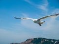 Seagull with open wings soaring against deep blue sky. White bird flying Royalty Free Stock Photo