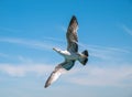 Seagull with open wings soaring against deep blue sky. White bird flying Royalty Free Stock Photo