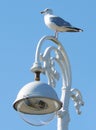 Seagull on a ornate streetlight