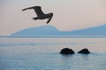 Seagull over the Black Sea at sunrise Royalty Free Stock Photo