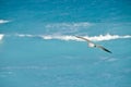 Seagull over blue ocean Royalty Free Stock Photo