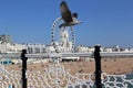 Seagull over Brighton Pier