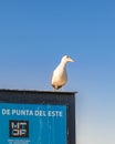Seagull Over Cartel, Punta del Este Port, Uruguay