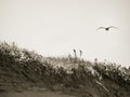 Seagull over the Dunes