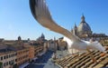 Seagull over Piazza Navona, Rome, Italy