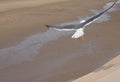 Seagull over Pleasure Beach in Blackpool Royalty Free Stock Photo