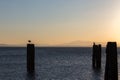 Seagull over poles on a lake, with distant hills in the backgro