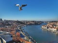 Seagull over the river