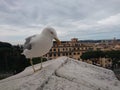 Seagull over Rome