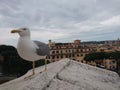 Seagull Over Rome