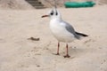 Seagull over the sand