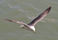 Seagull over the sea