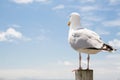 Seagull over sea and blue sky background