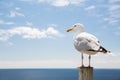 Seagull over sea and blue sky