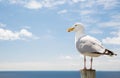 Seagull over sea and blue sky