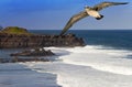 Seagull over the sea on Gri-Gri's cape, Mauritius