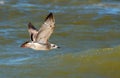 Seagull over the sea Royalty Free Stock Photo