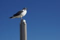 Seagull over street light post near beach Royalty Free Stock Photo