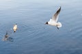 Seagull over the Water Royalty Free Stock Photo