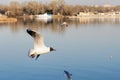 Seagull over the Water Royalty Free Stock Photo