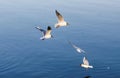 Seagull over the Water Royalty Free Stock Photo