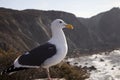 A seagull overlooking the coastline of Big Sur, California, USA