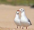 Seagull pair on beach