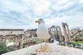 Seagull i Rome