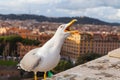 Seagull and panorama of Rome,Italy Royalty Free Stock Photo