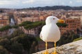 Seagull and panorama of Rome,Italy Royalty Free Stock Photo