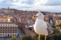 Seagull and panorama of Rome,Italy Royalty Free Stock Photo
