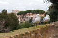 Seagull and panorama of Rome,Italy Royalty Free Stock Photo