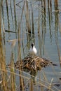 Seagull parent with egg one nest