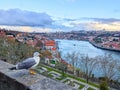 Seagull park Porto cityscape river Royalty Free Stock Photo