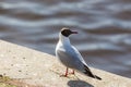 Seagull on the parpet Royalty Free Stock Photo