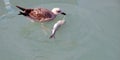 A seagull pecks at a dead fish in the water. The seagull eats the fish, the bird grabs the fish,
