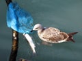 A seagull pecks at a dead fish in the water. The seagull eats the fish, the bird grabs the fish Royalty Free Stock Photo