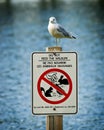 Seagull Perched Atop Do Not Feed Wildlife Sign Royalty Free Stock Photo