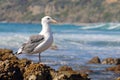 Seagull Perched on Barnacles Royalty Free Stock Photo